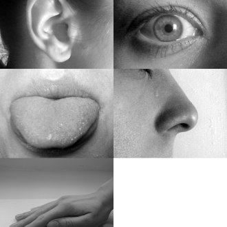 A picture that includes eye, ear, tongue, nose and hand, representing the sensory organs for the five classical senses: vision, hearing, taste, smell and touch.